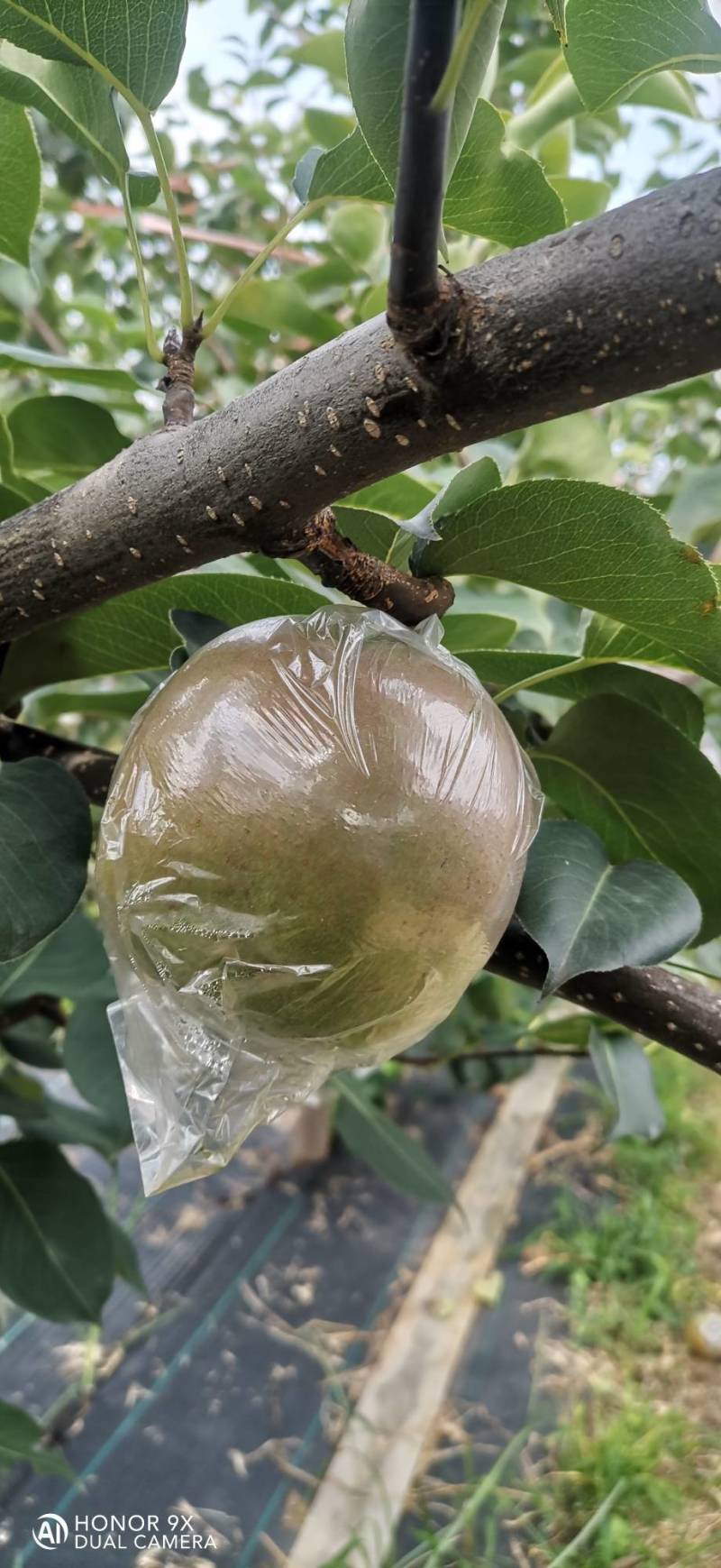 玉露香梨