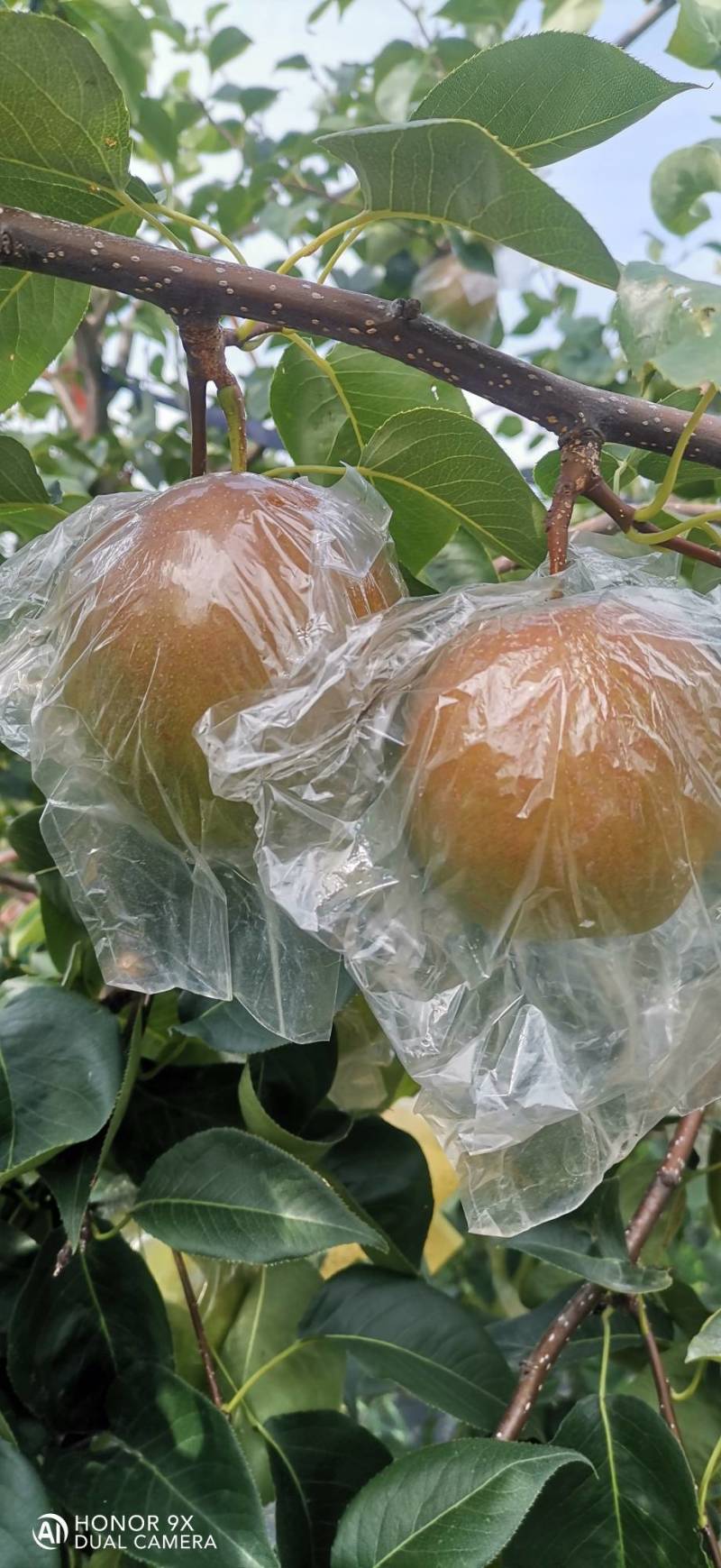 玉露香梨
