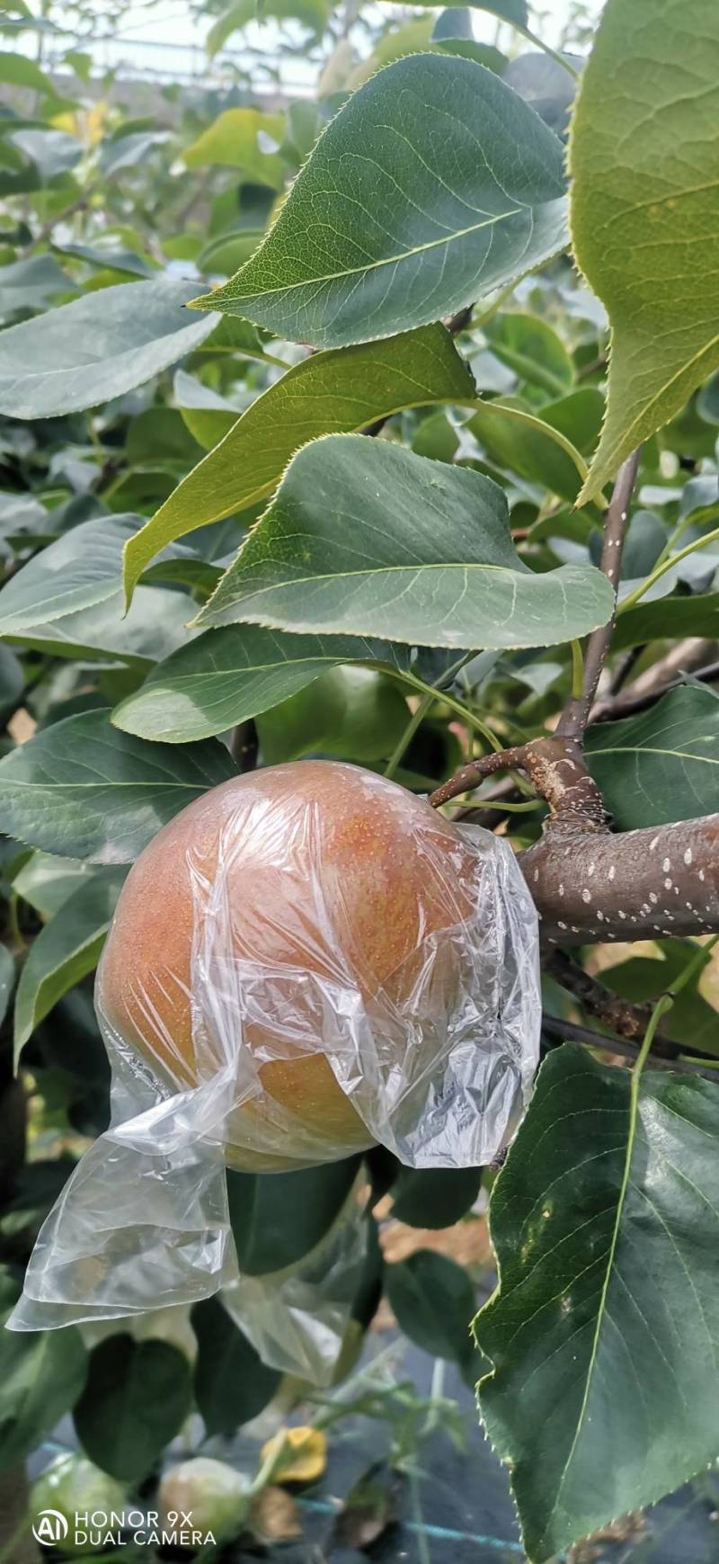 玉露香梨