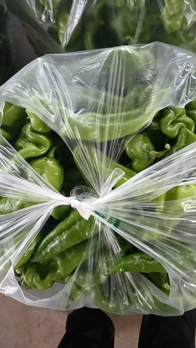 泡椒/陕西泡椒/大量供应/产地直发/量大价优/欢迎致电