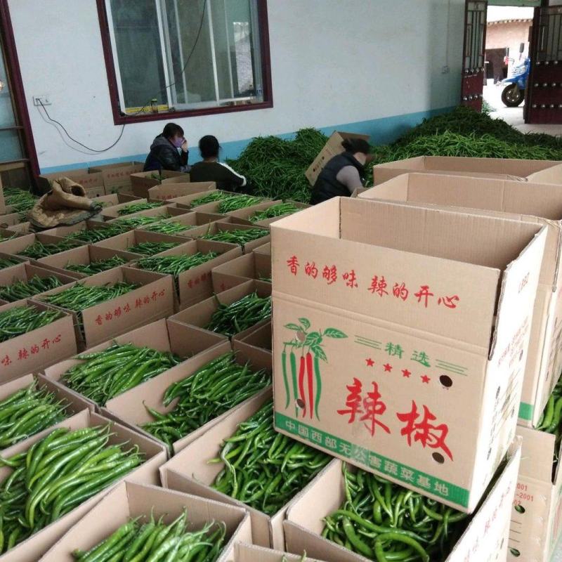 泡椒/陕西泡椒/大量供应/产地直发/量大价优/欢迎致电