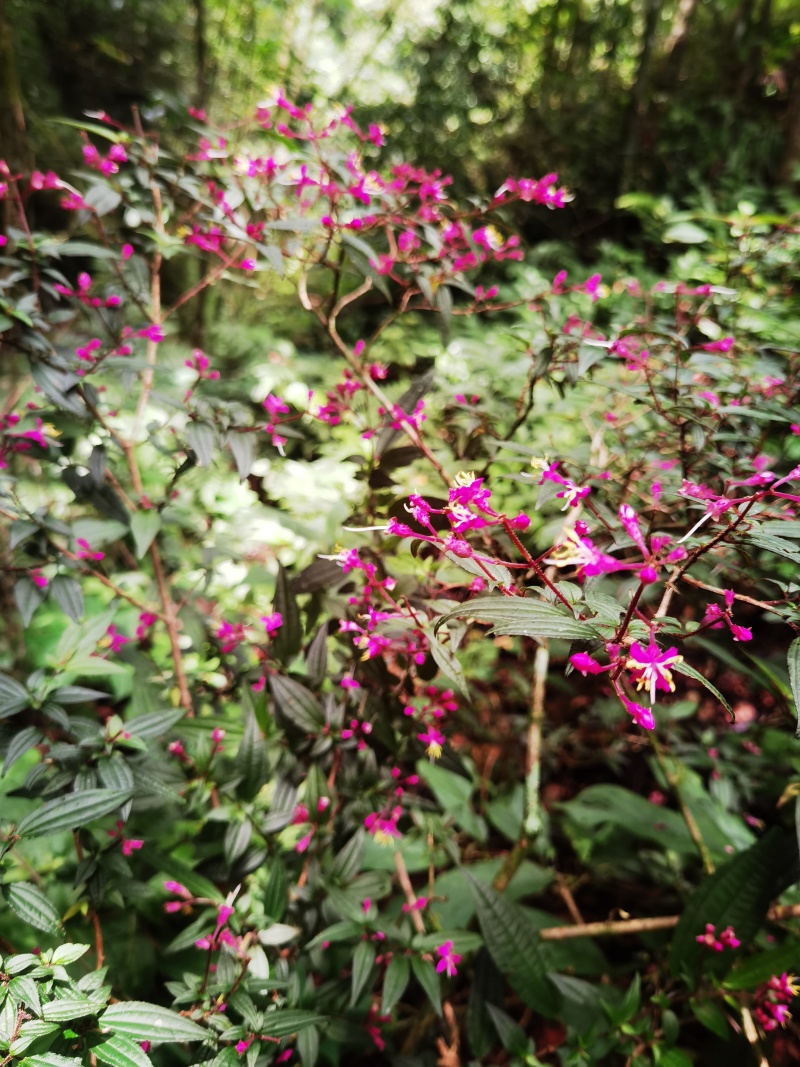 野牡丹异药花柏拉木盆景园林造景绿植苗木桩头