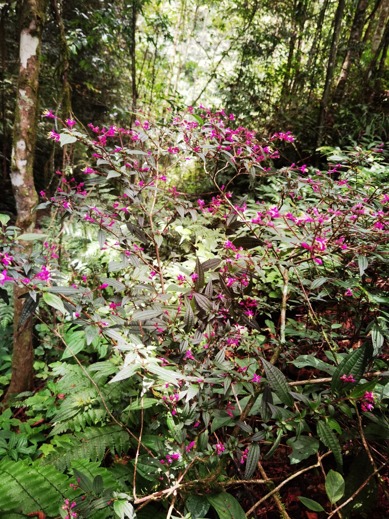 野牡丹异药花柏拉木盆景园林造景绿植苗木桩头