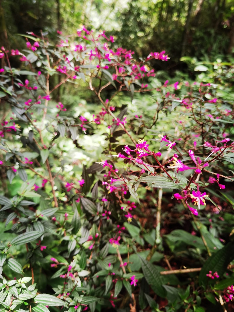 野牡丹异药花柏拉木盆景园林造景绿植苗木桩头