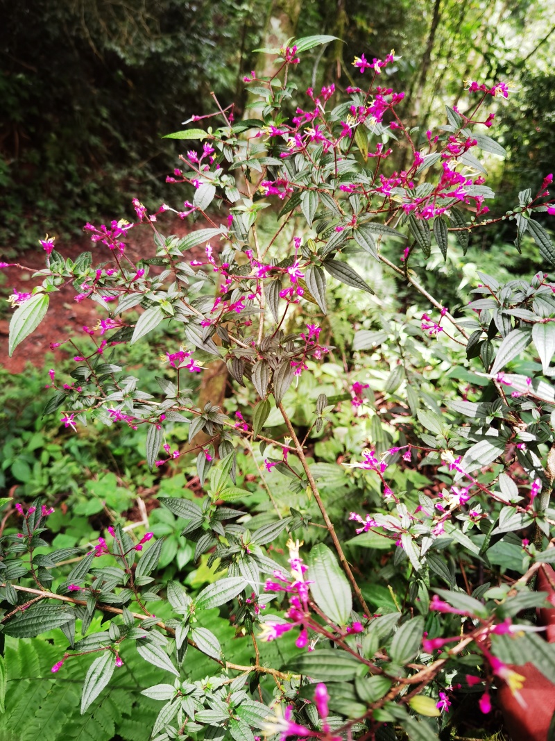 野牡丹异药花柏拉木盆景园林造景绿植苗木桩头