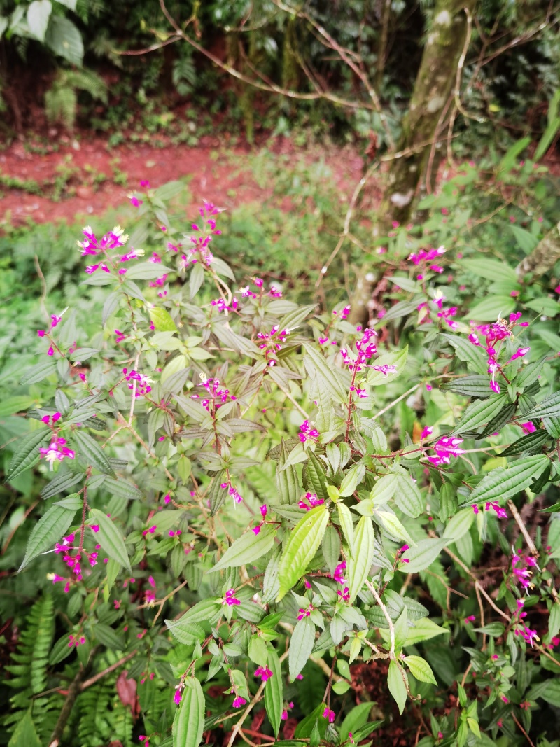 野牡丹异药花柏拉木盆景园林造景绿植苗木桩头