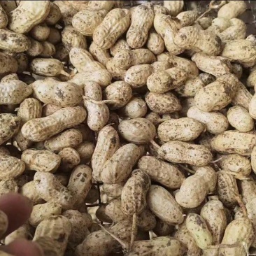 热卖鲜花生，大白沙花生，现摘现发新鲜直发，对接全国客商