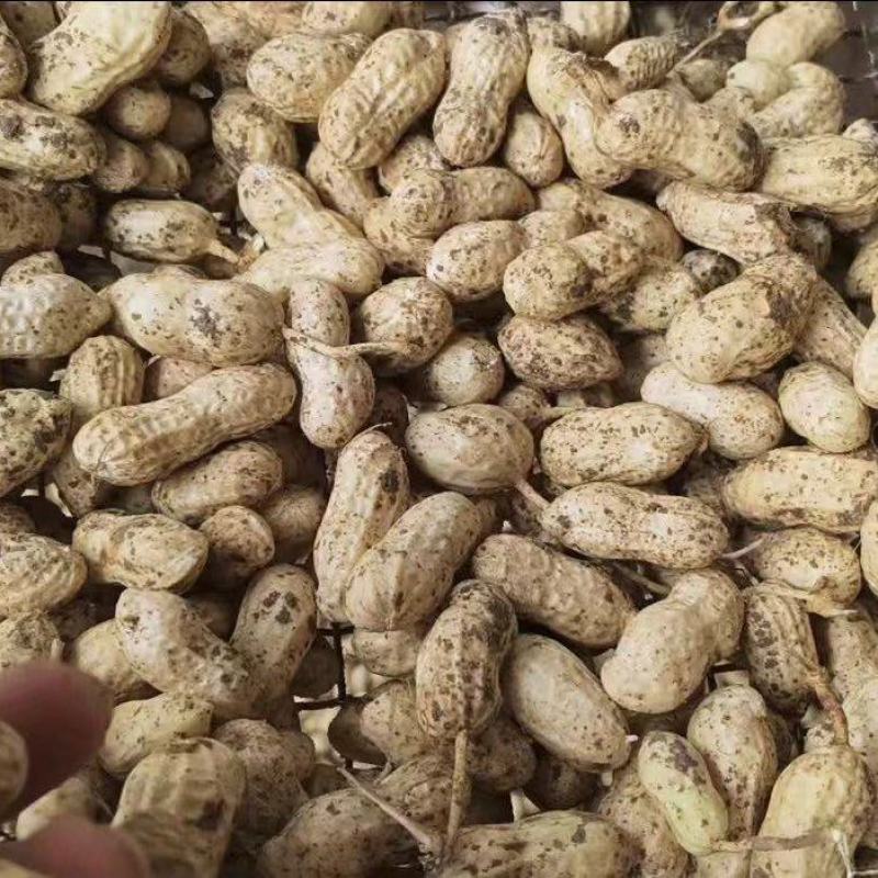 热卖鲜花生，大白沙花生，现摘现发新鲜直发，对接全国客商