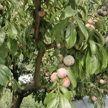 红脆李