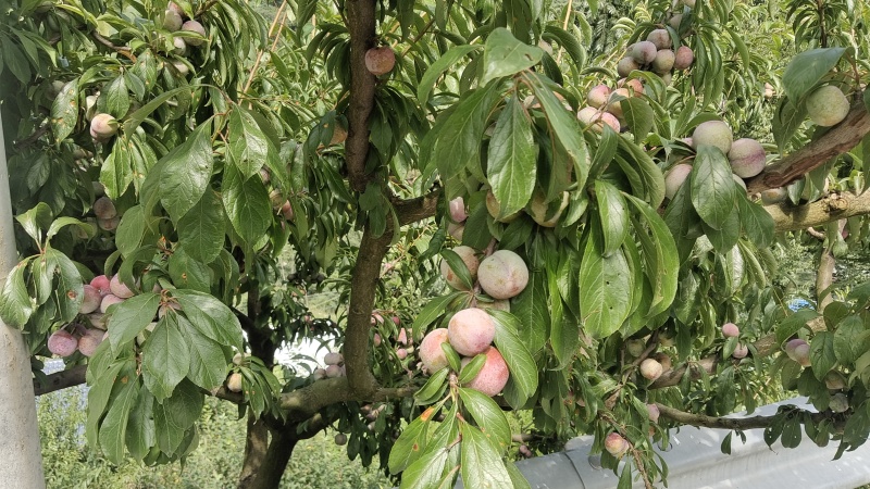 红脆李