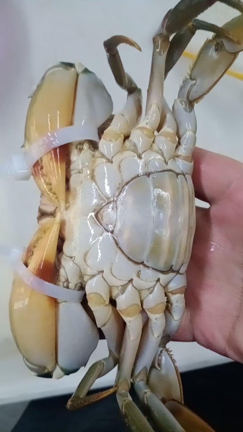 满膏黄油蟹