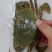 满膏黄油蟹