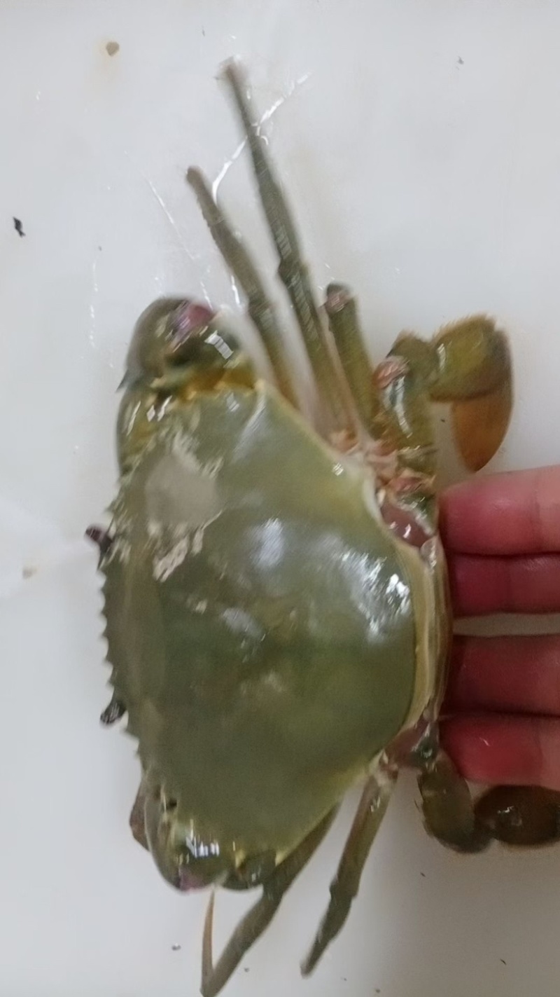 满膏黄油蟹