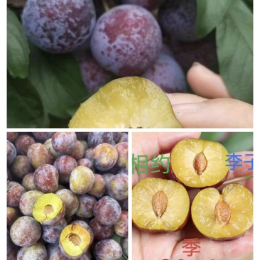 高山小脆红