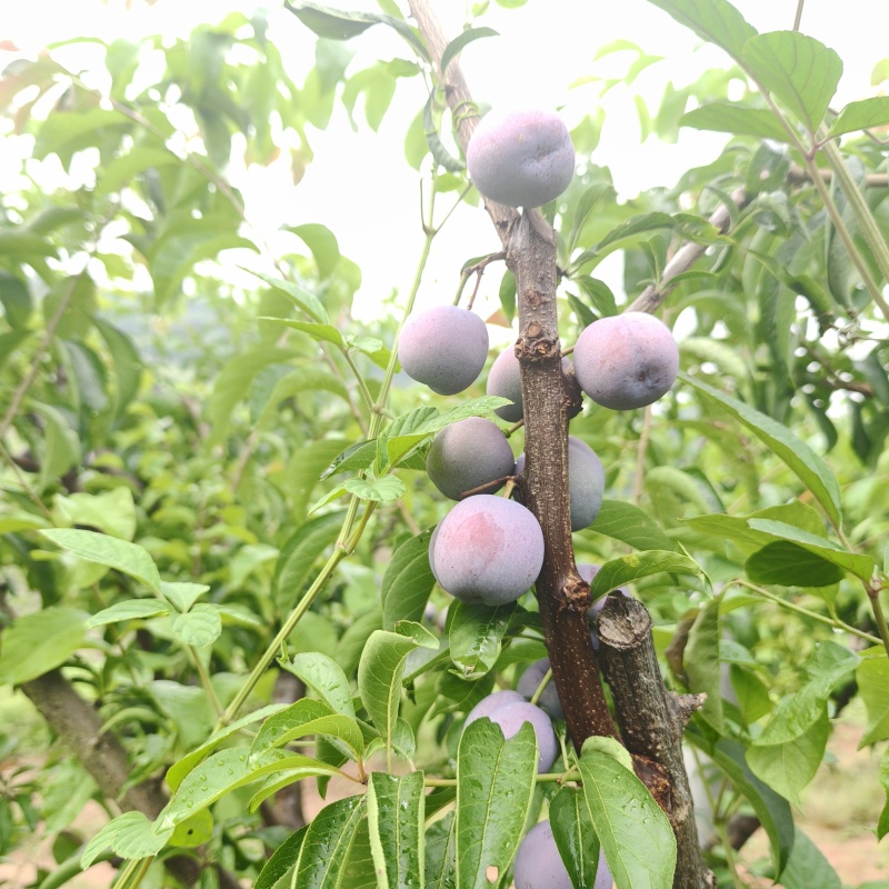 高山小脆红