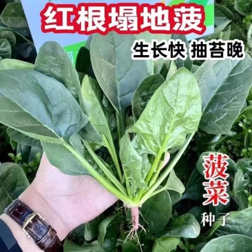 趴地菠菜种子盈多黑圆叶片平展黑油亮生长速度快！