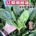趴地菠菜种子盈多黑圆叶片平展黑油亮生长速度快！