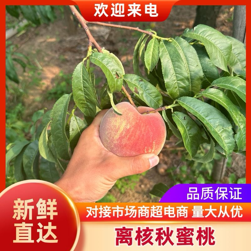 大老板二老板蜜桃青州蜜桃保质保量供应全国