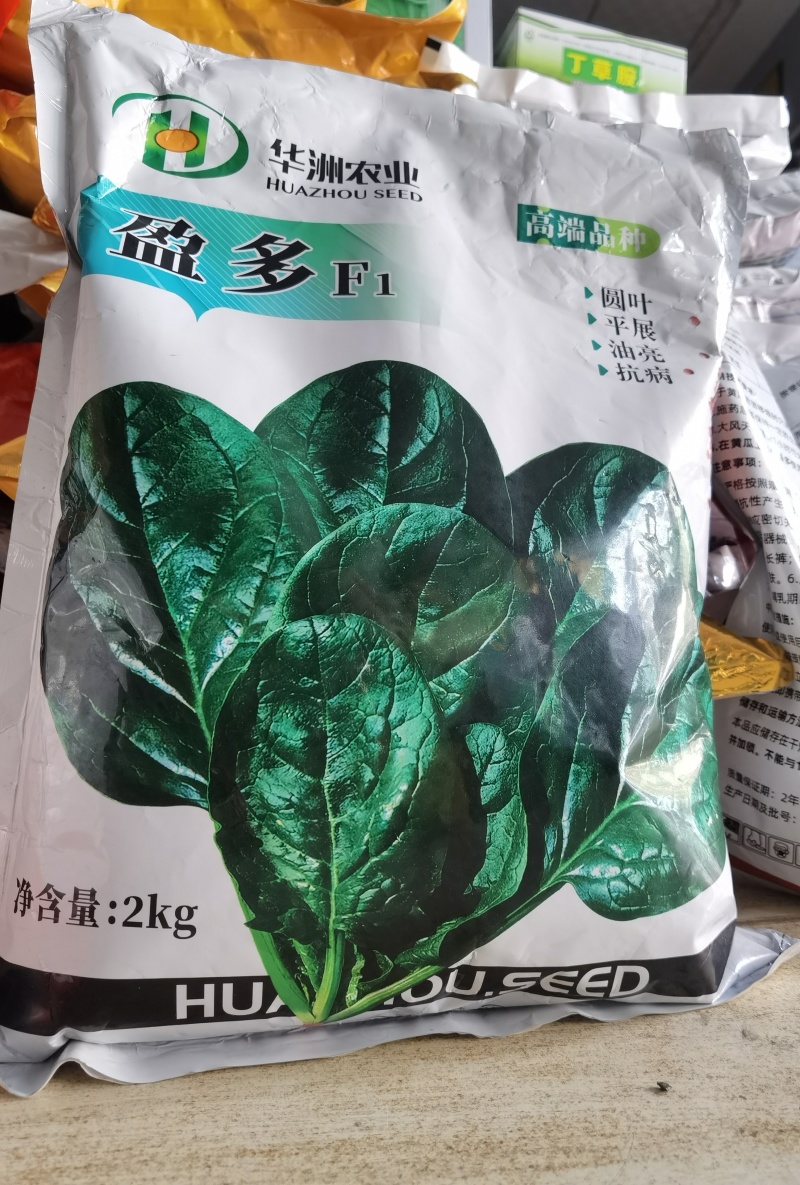 趴地菠菜种子盈多黑圆叶片平展黑油亮生长速度快！