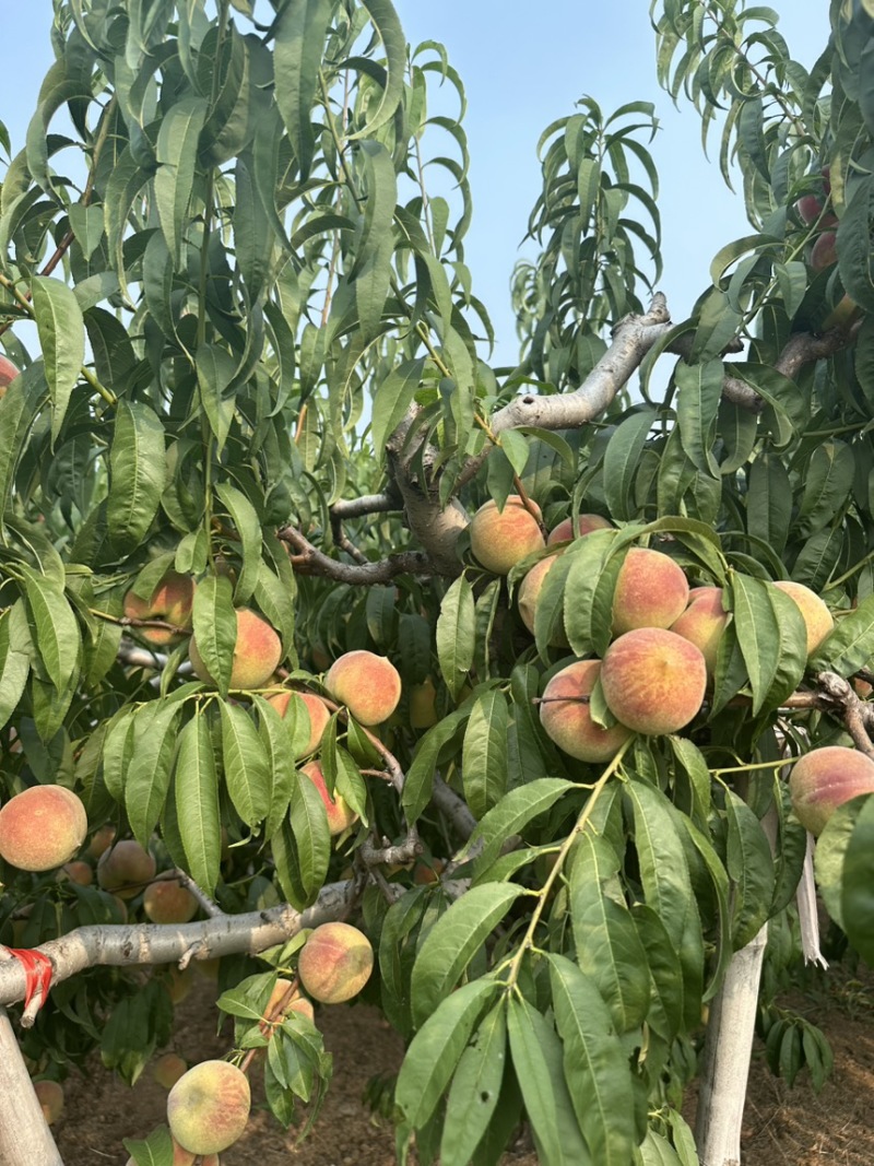 大老板二老板蜜桃青州蜜桃保质保量供应全国