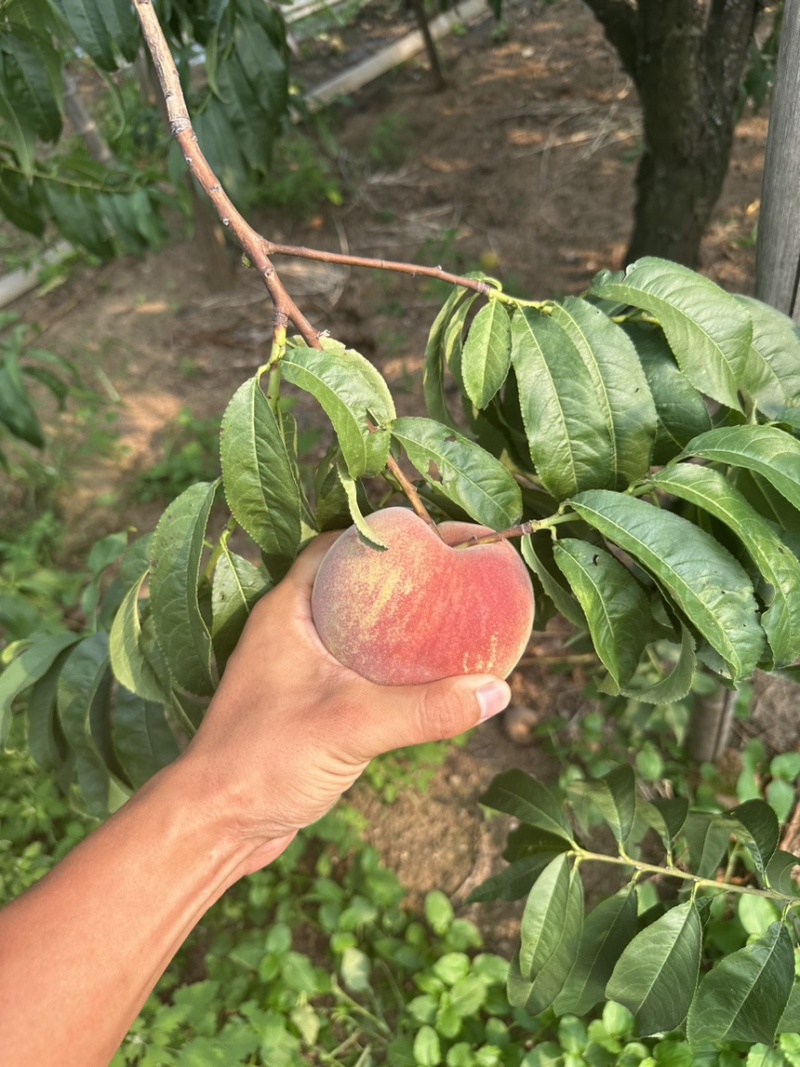 大老板二老板蜜桃青州蜜桃保质保量供应全国