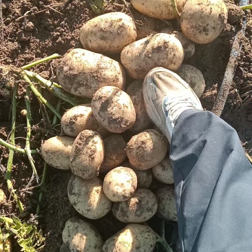 沃土，希森等多品种土豆大量上市中，价低质优，老板们从速选