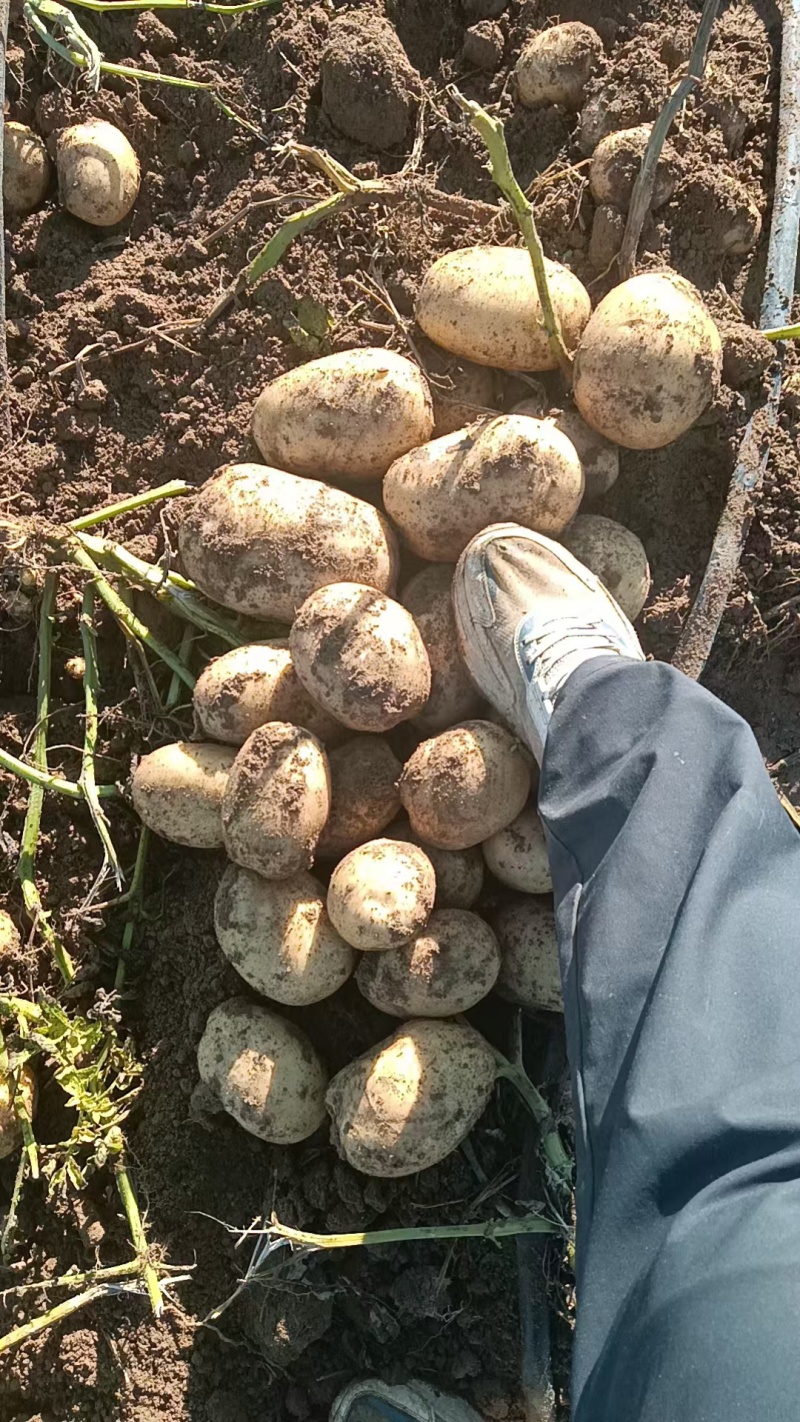 沃土，希森等多品种土豆大量上市中，价低质优，老板们从速选