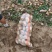 精品黄心土豆沃土5号产地一手货源供全国电商