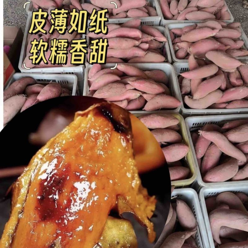 河北烟薯软糯香甜大量有货品质保证现挖现发！