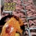 河北烟薯软糯香甜大量有货品质保证现挖现发！