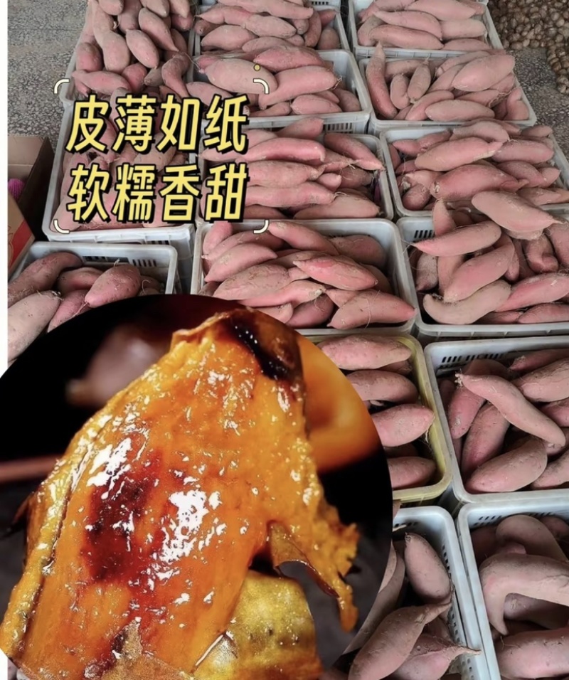 河北烟薯软糯香甜大量有货品质保证现挖现发！