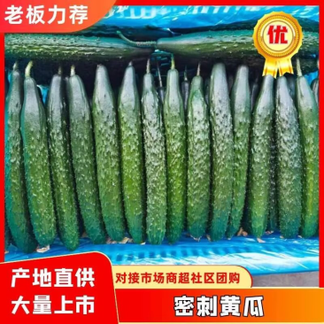 优质密刺黄瓜大棚顶花带刺黄瓜产地直发基地代发全国