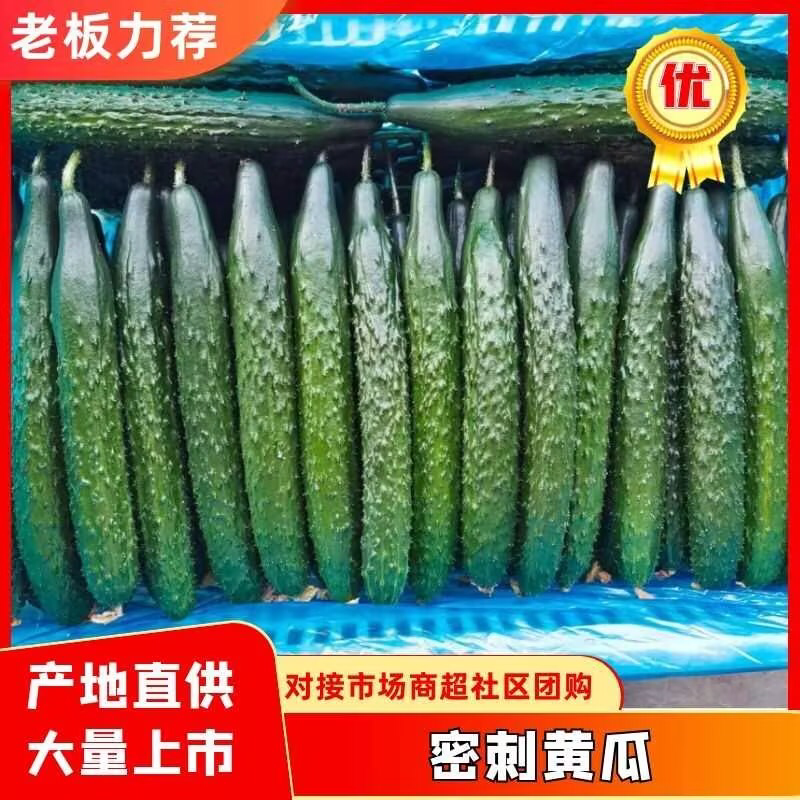 优质密刺黄瓜大棚顶花带刺黄瓜产地直发基地代发全国