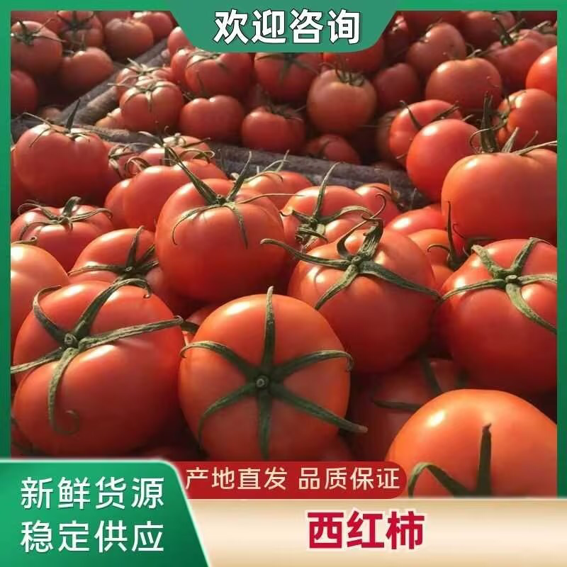【精选】山东大红西红柿品质保证货源充足对接全国市场