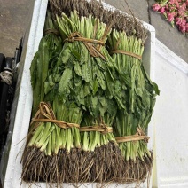 大香菜缅芫荽