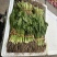 大香菜缅芫荽