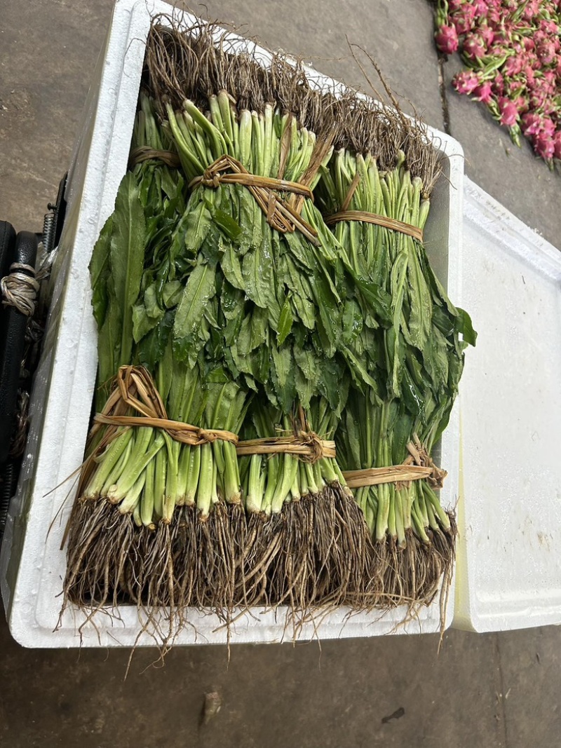 大香菜缅芫荽
