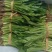 大香菜缅芫荽