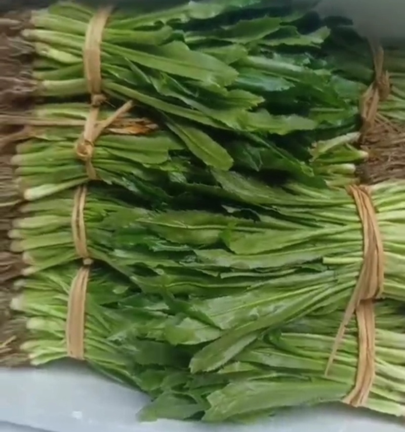 大香菜缅芫荽