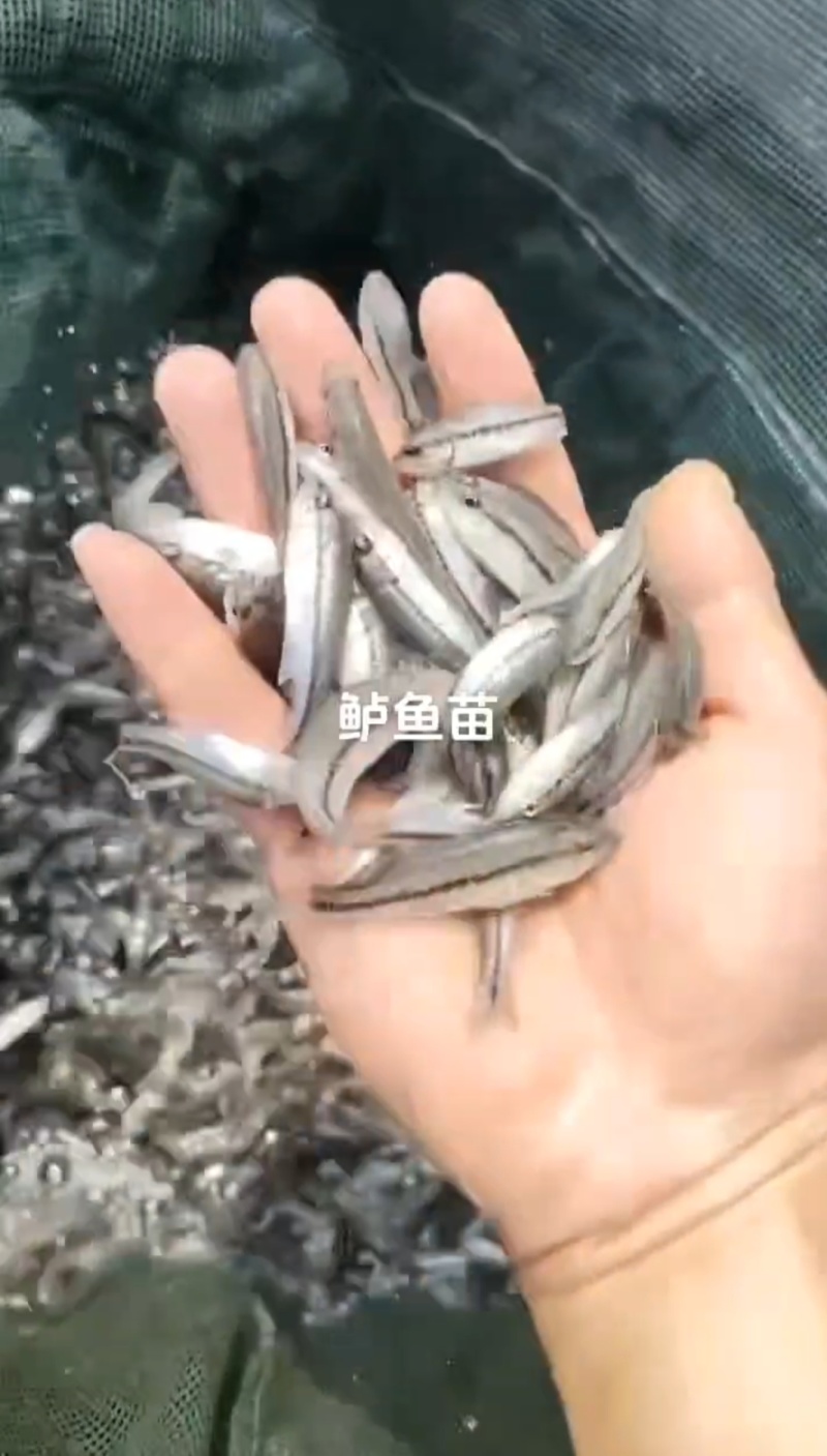 大口黑鲈鱼苗优鲈三号基地直销一手货源量大从优