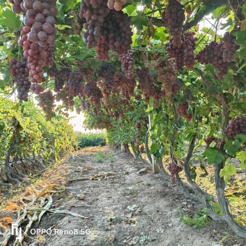 新疆博尔塔拉蒙古自治州精河县万亩红提产地合作社代办