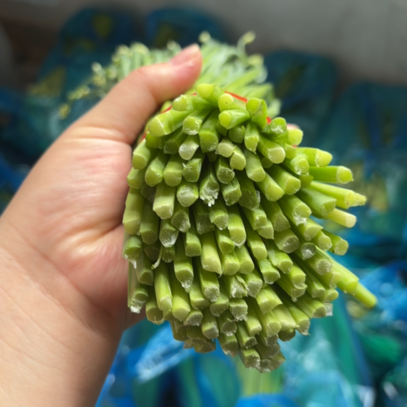 韭菜苔