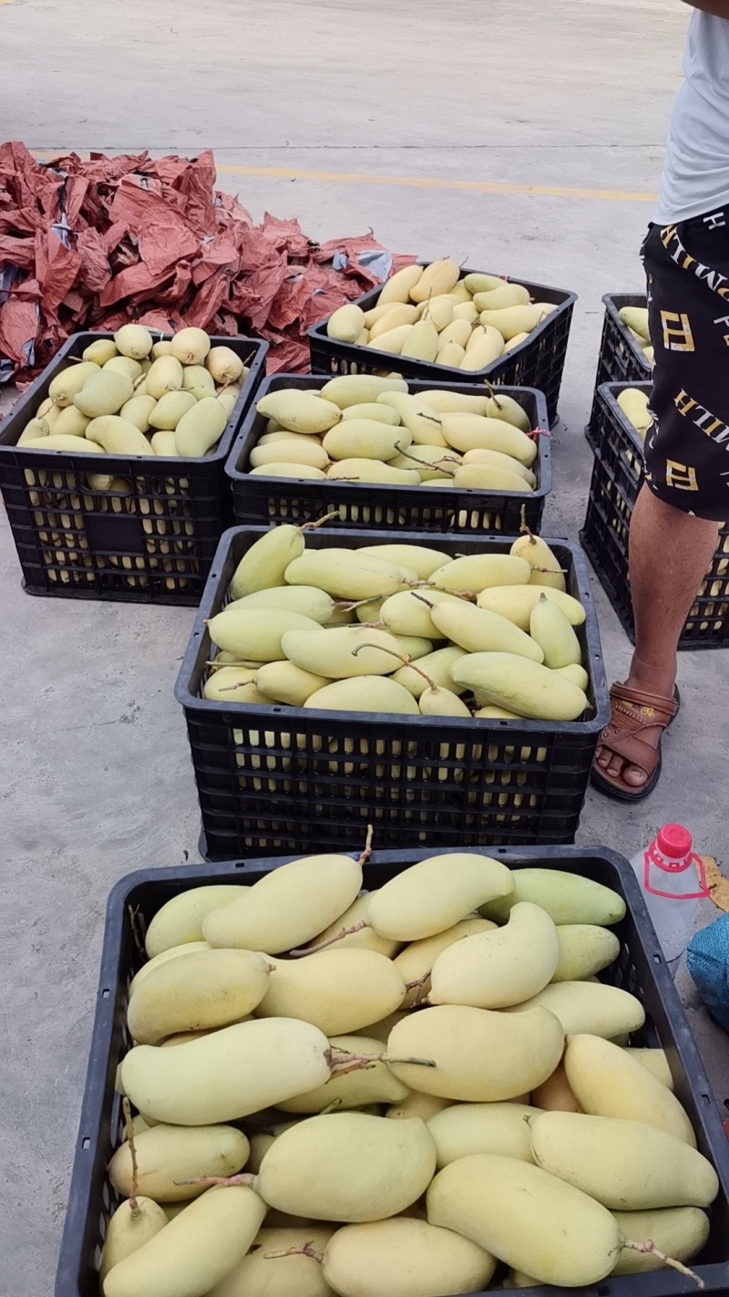 精品芒果/水仙芒果产地直发大量现货欢迎各地客商洽谈