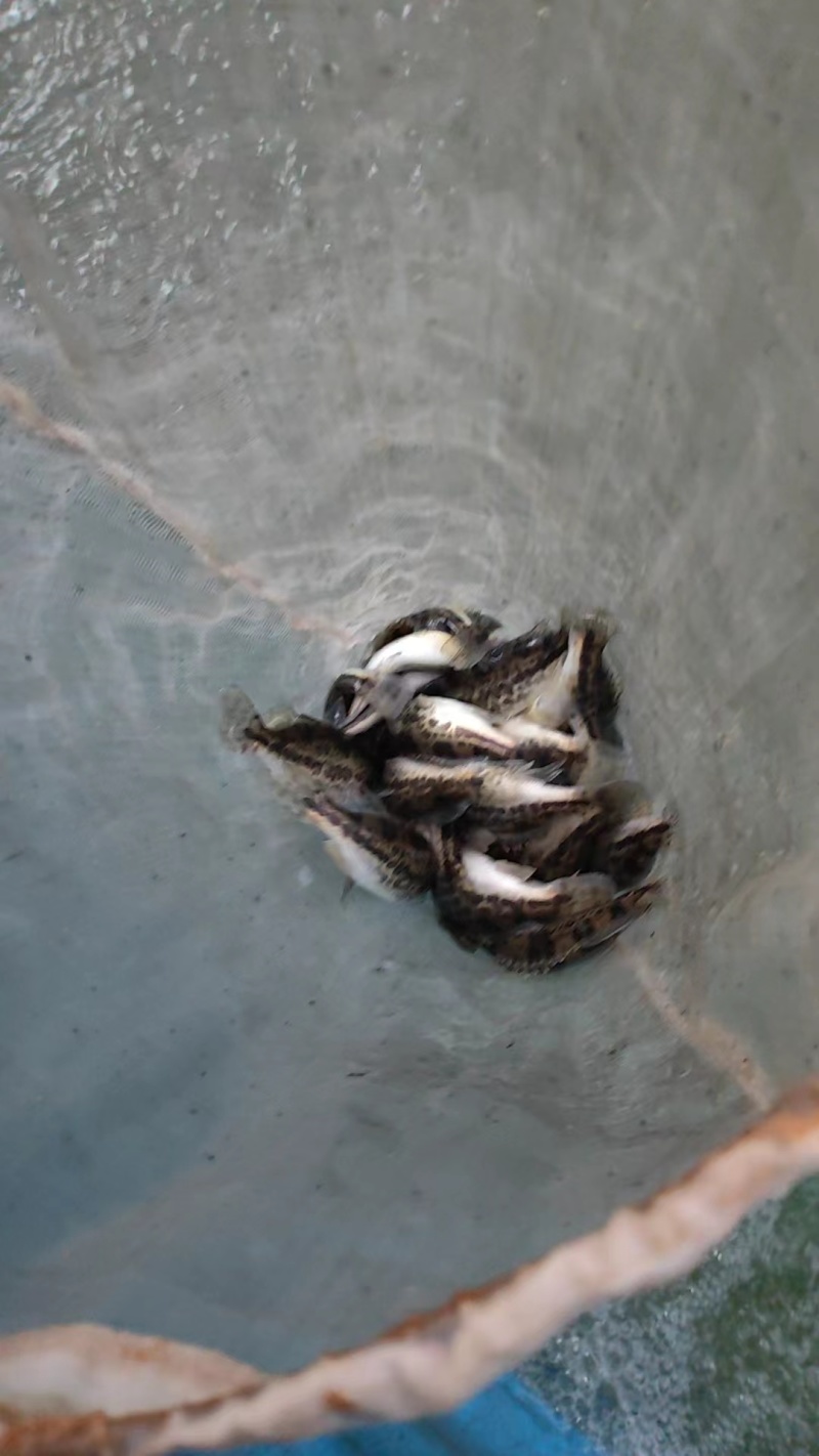 斑桂鱼苗\斑鳜鱼苗\虎斑桂鱼苗\黑鳜鱼苗\全国发货\