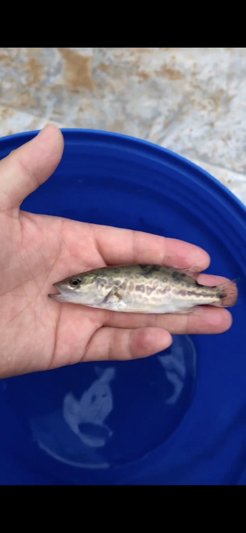 斑桂鱼苗\斑鳜鱼苗\虎斑桂鱼苗\黑鳜鱼苗\全国发货\