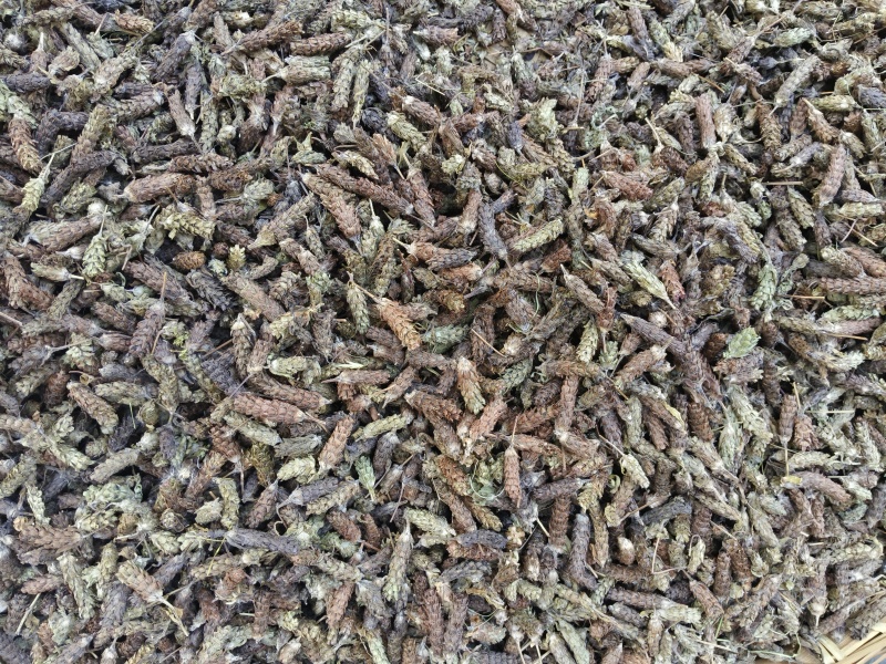夏枯球