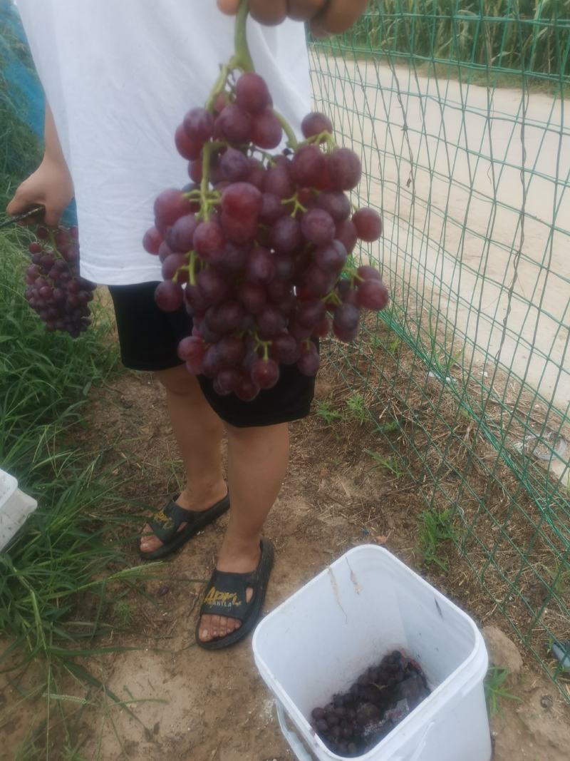 河北省邢台市红宝石葡萄目前海量货源，有需要的老板通过一亩