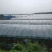 葡萄基地直销