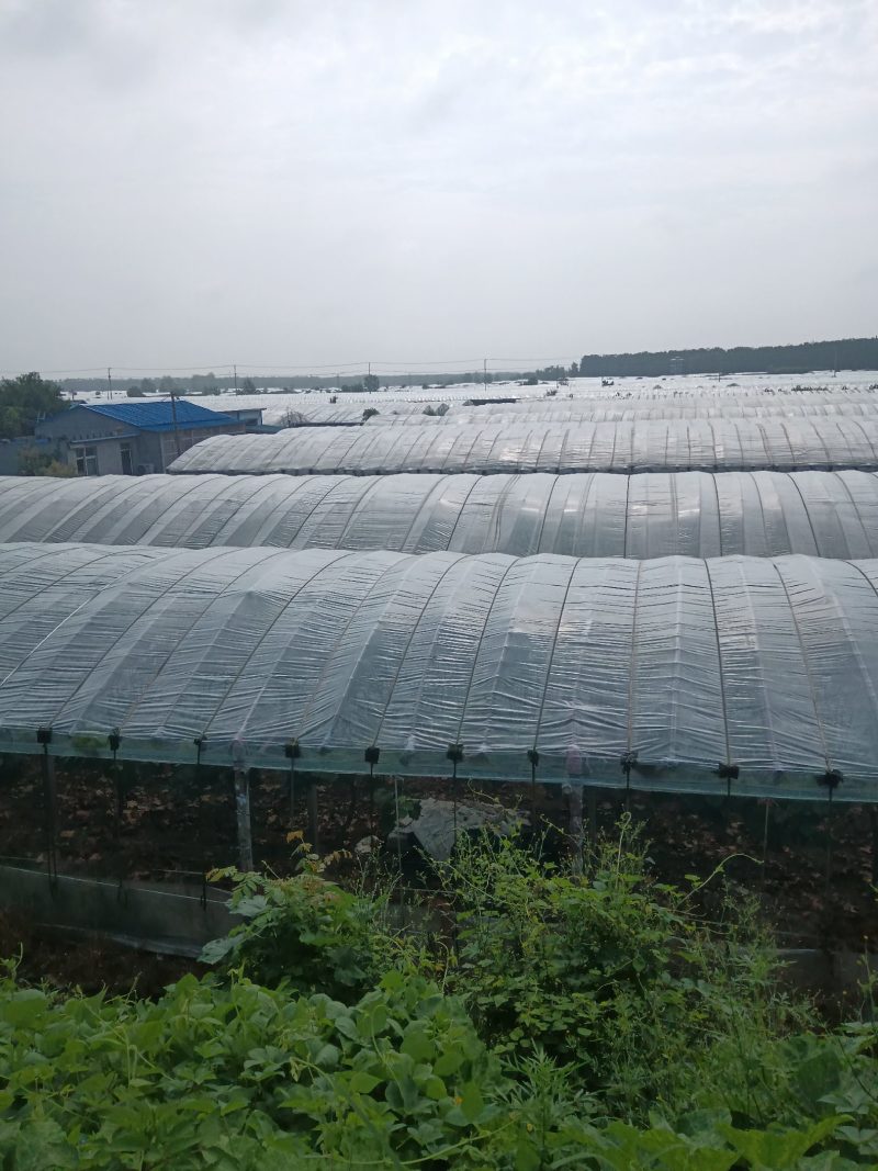葡萄基地直销