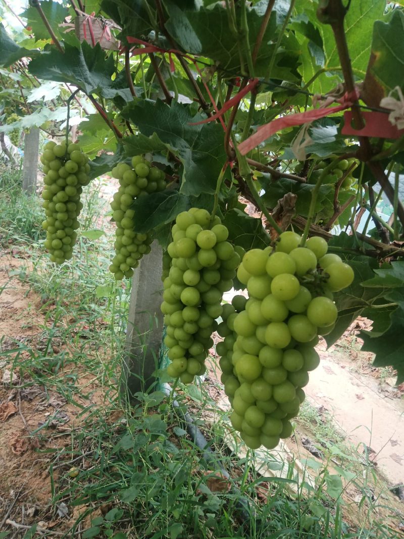 葡萄基地直销